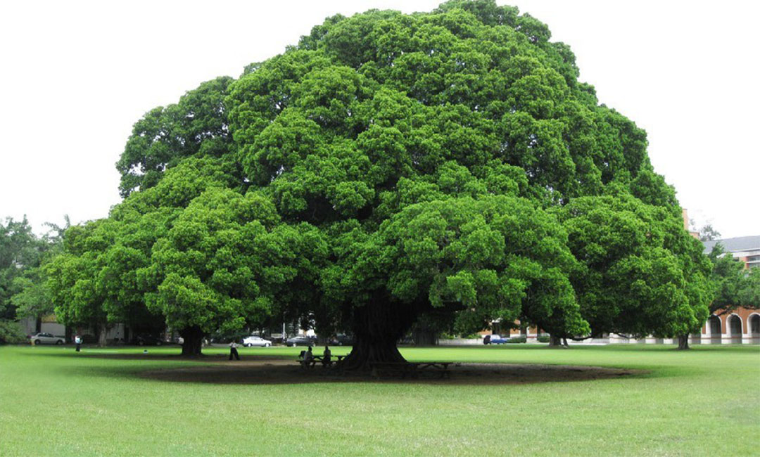 安庆金榕树服务号代运营案例